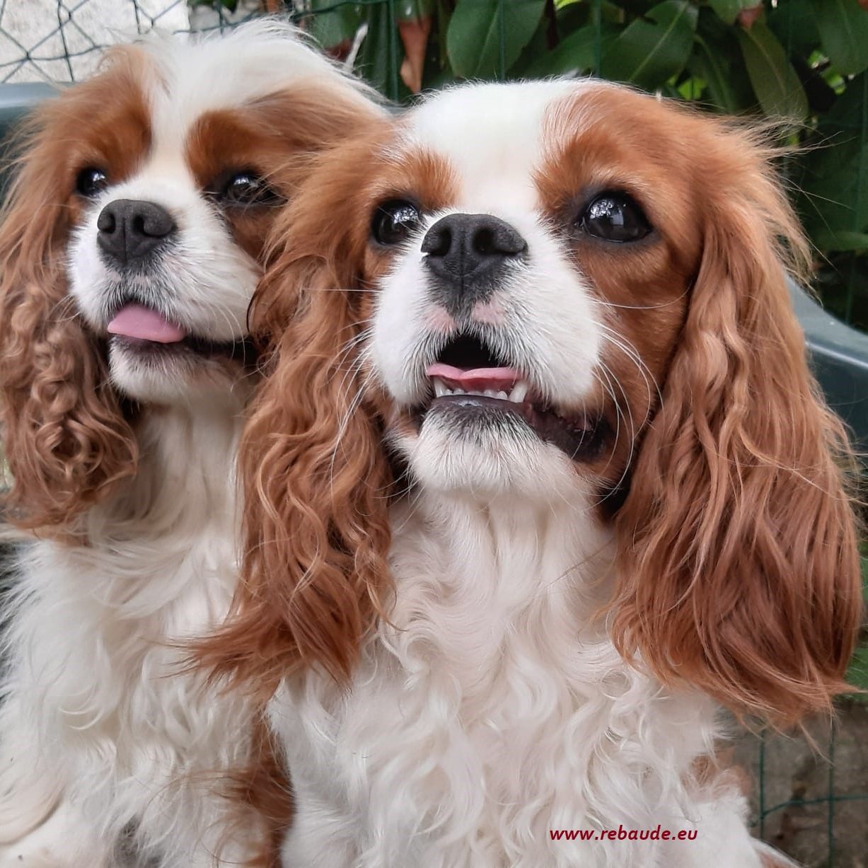Cavalier King Charles Spaniel delle Rebaude