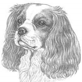 Cavalier King Charles Spaniel