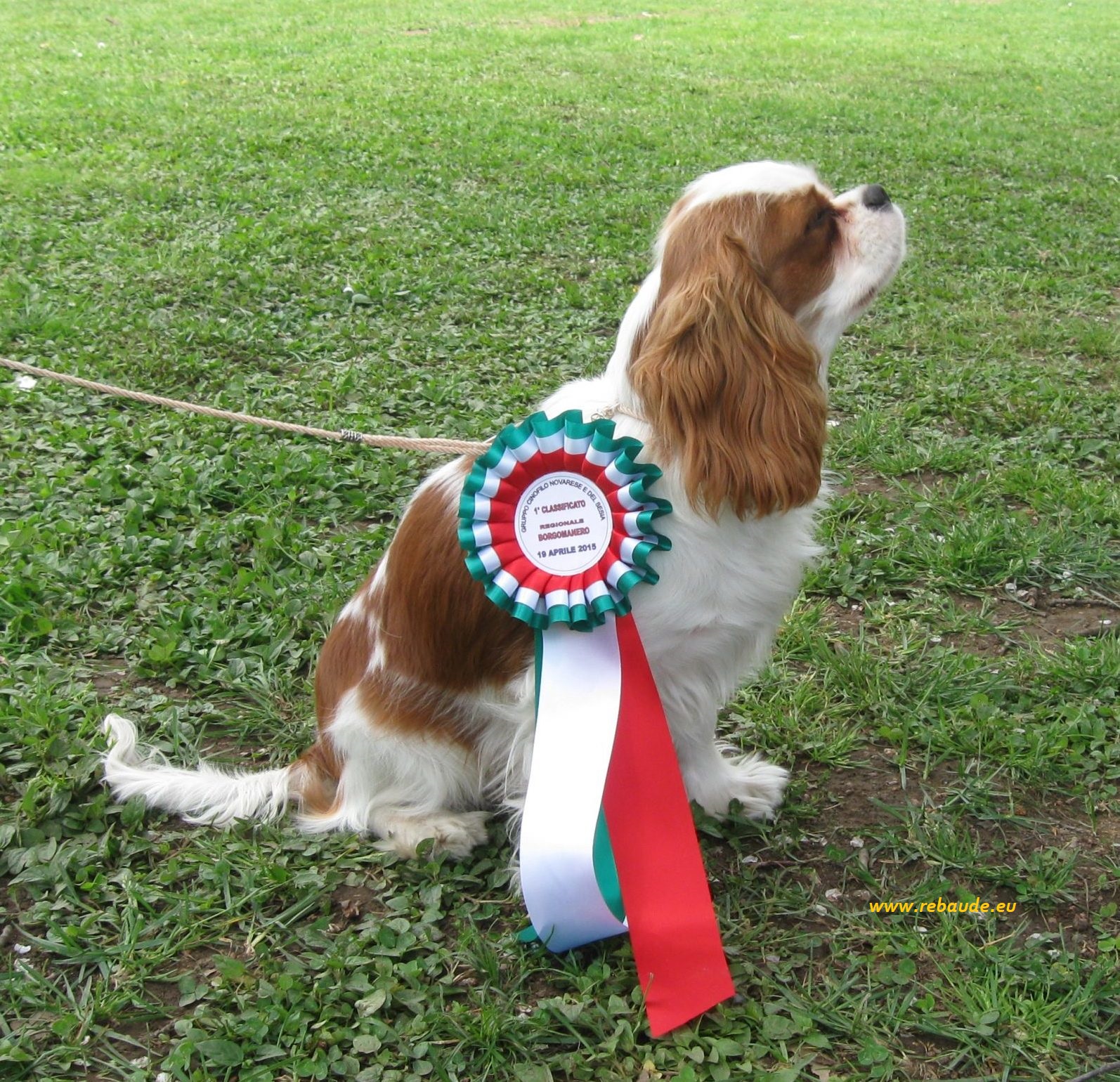 Cavalier King Charles Spaniel delle Rebaude premiato