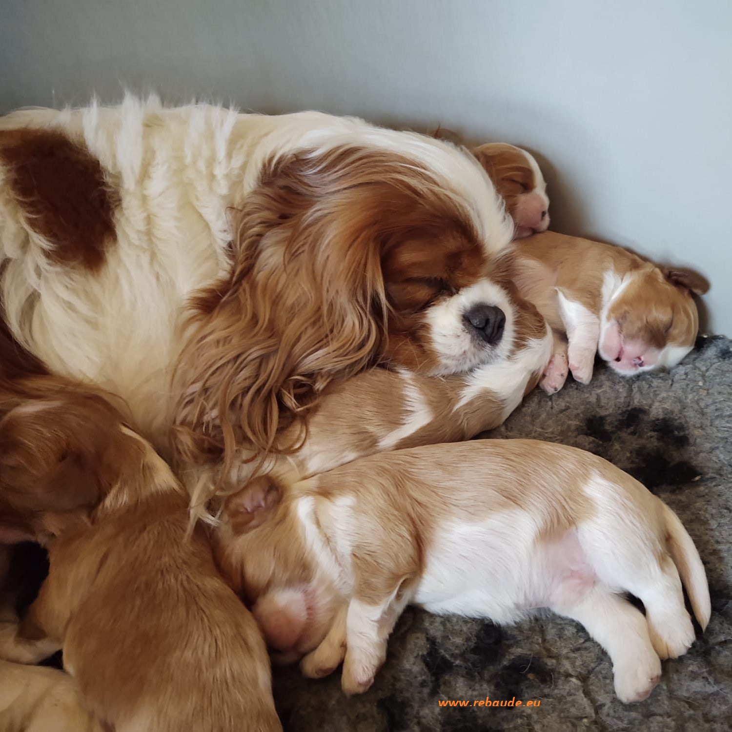 Cuccioli Allevamento delle Rebaude